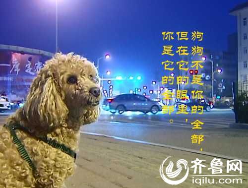 泰山小動物保護中心窘?jīng)r：狗糧緊缺 下山買水挺貴