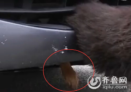 煙臺(tái)小狗倆后腿被卡保險(xiǎn)杠里 車主鋸斷中網(wǎng)救狗