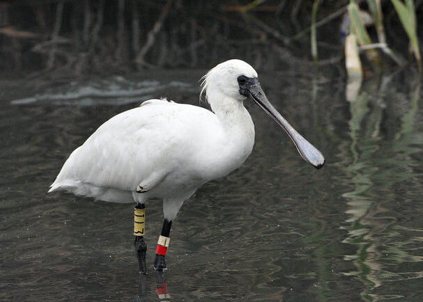 上海近日發(fā)現(xiàn)至少10只黑臉琵鷺 為全球瀕危鳥種