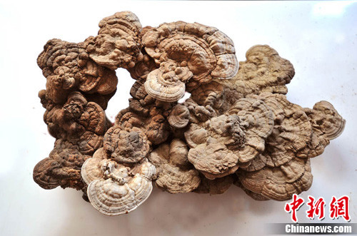 河北曲陽大茂山發(fā)現(xiàn)一株重20斤特大野生靈芝