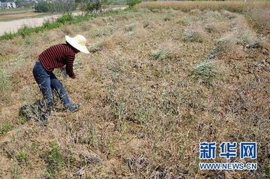 調查:千湖之省遭遇大旱之痛(組圖)