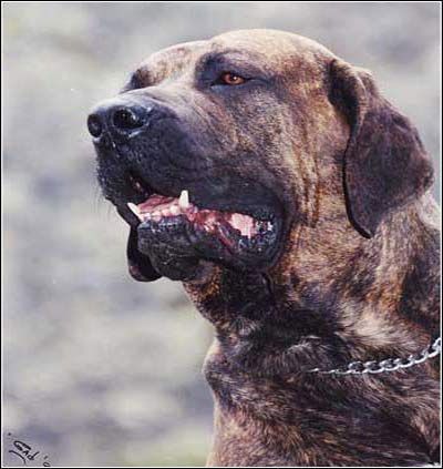 別墅斗犬去年咬傷釣魚者 今年咬死來(lái)訪客人 組圖