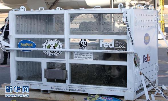 中國贈法大熊貓