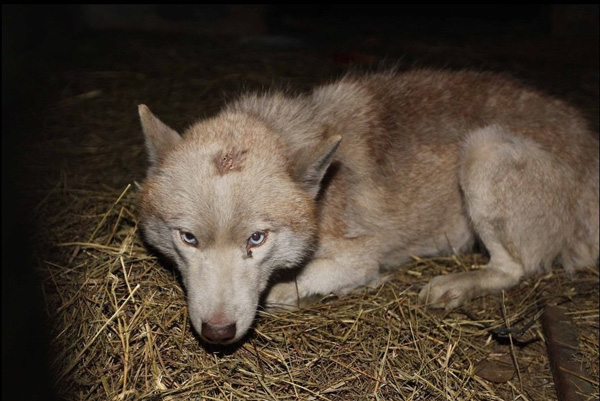 棗莊抓獲白色母狼續：網友稱是自家哈士奇