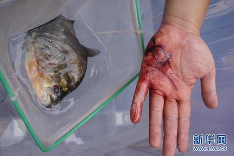 高清大圖：不只是食人魚 警惕“外來物種入侵”