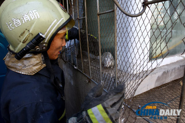 長春一居民家現18只老鼠 消防員徒手捕鼠1小時