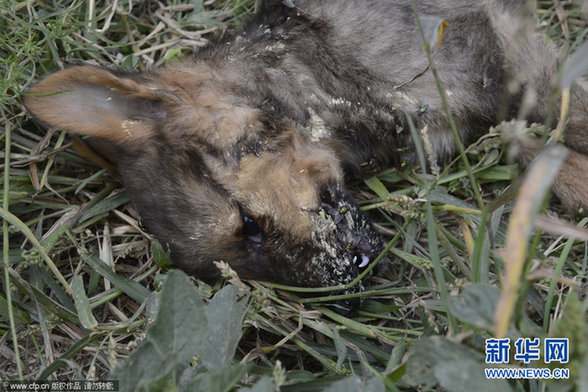1500余只狗饑餓等死 驚現狗吃狗現象