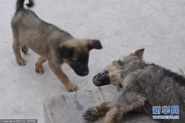1500余只狗饑餓等死 驚現狗吃狗現象