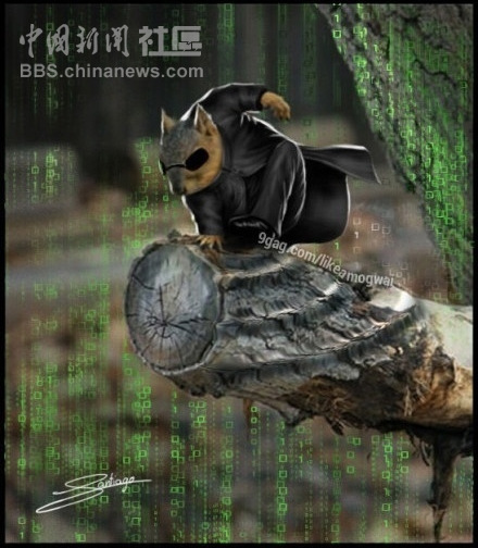 元芳很忙！細(xì)數(shù)那些一個不小心就火起來的“忙人”