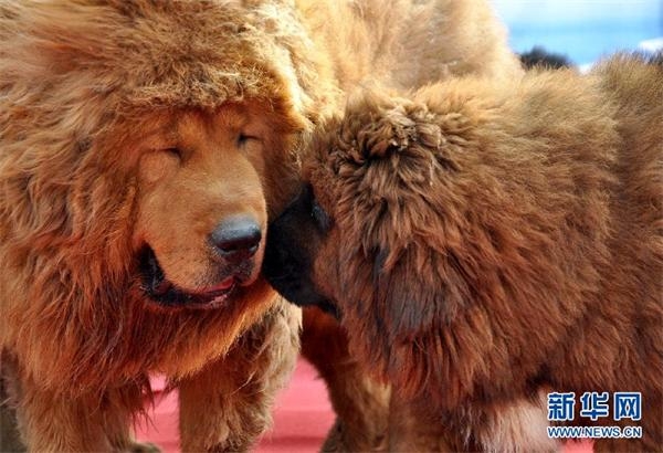 河北藏獒展上多只藏獒要價千萬引爭議 天價藏獒揭秘