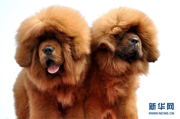 河北藏獒展上多只藏獒要價千萬引爭議 天價藏獒揭秘