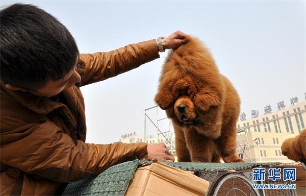 河北藏獒展上多只藏獒要價千萬引爭議 天價藏獒揭秘