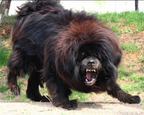 河北藏獒展上多只藏獒要價千萬引爭議 天價藏獒揭秘