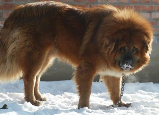 河北藏獒展上多只藏獒要價千萬引爭議 天價藏獒揭秘