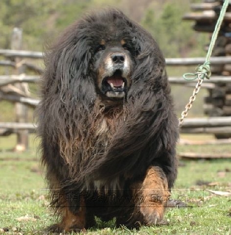 河北藏獒展上多只藏獒要價(jià)千萬(wàn)引爭(zhēng)議 天價(jià)藏獒揭秘