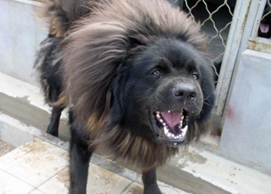 河北藏獒展上多只藏獒要價千萬引爭議 天價藏獒揭秘