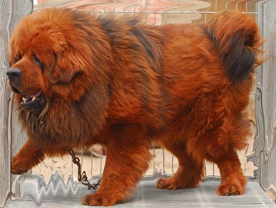 河北藏獒展上多只藏獒要價千萬引爭議 天價藏獒揭秘