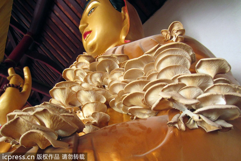 福建南靖縣：觀音長平菇 似“祥云”引圍觀