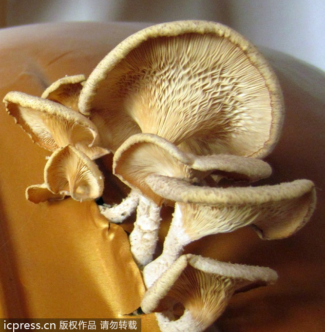 福建南靖縣：觀音長平菇 似“祥云”引圍觀