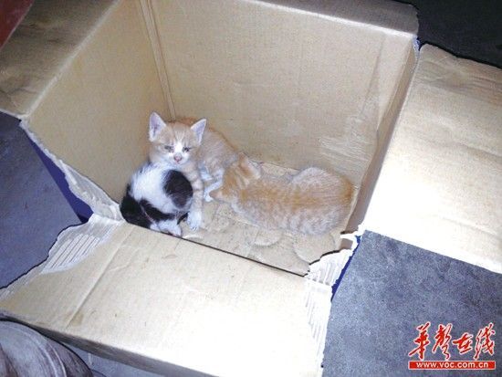 鼠王復(fù)仇闖貓窩一連咬死三貓崽 主人喊“逆天”