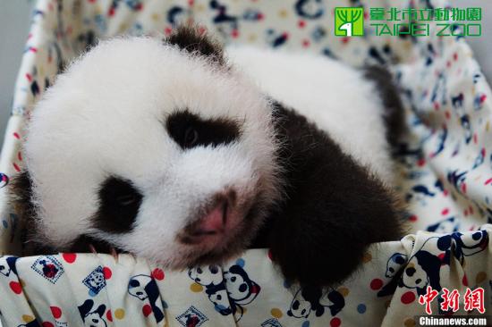 圓仔越來越好動 伸小熊掌抱住保育員萌樣撒嬌