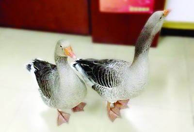 市民草坪上救起兩只大鳥 經鑒定是二級