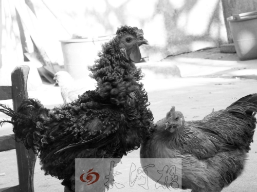 村民孵出卷毛公雞 羽毛呈卷狀似被“燙”過