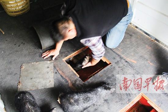 貨車暗藏76只走私熊掌 被截獲前司機(jī)棄車而逃(圖)
