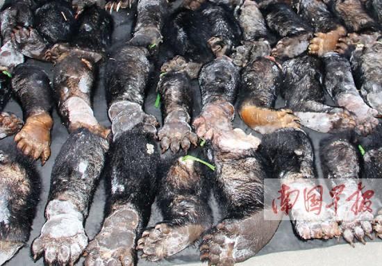 貨車暗藏76只走私熊掌 被截獲前司機(jī)棄車而逃(圖)