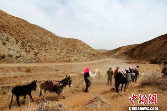 甘肅回應牲畜“渴死”：死亡數量屬于正常范圍