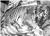 溫州街頭現死老虎案續:專家推測其死于注射藥物