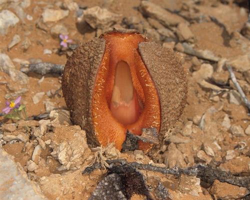 難聞！全球氣味最怪異的九種植物