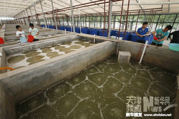 天津寧河七里海河蟹進入孵化期