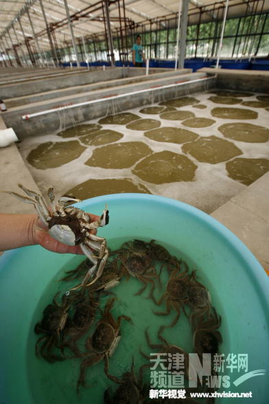 天津寧河七里海河蟹進入孵化期