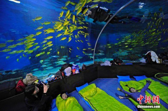天津游客夜宿海洋館 體驗(yàn)與魚(yú)共眠（全文）