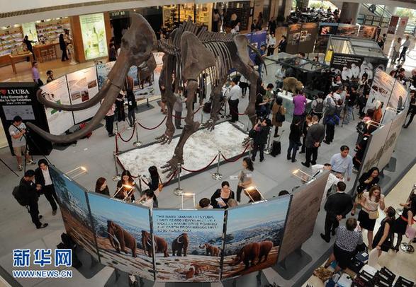 冰河時(shí)期長(zhǎng)毛象寶寶首次在香港展出