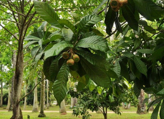 “南美巨人”巴西：下一屆奧運會舉辦地