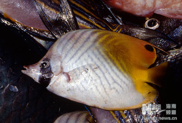 珍貴！1991年西沙科考海量歷史照