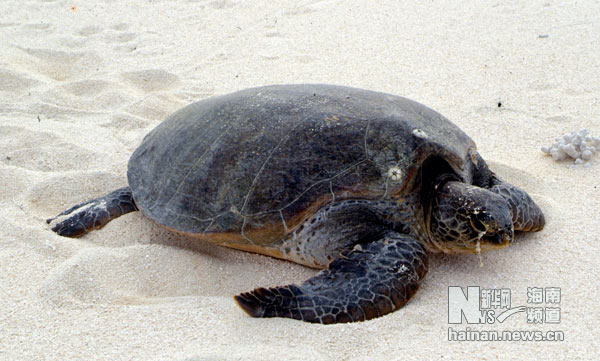 珍貴！1991年西沙科考海量歷史照