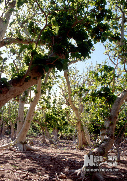 珍貴！1991年西沙科考海量歷史照