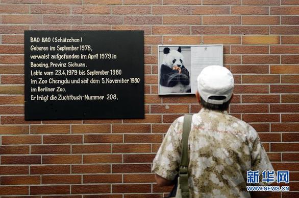 熊貓“寶寶”在柏林動(dòng)物園去世