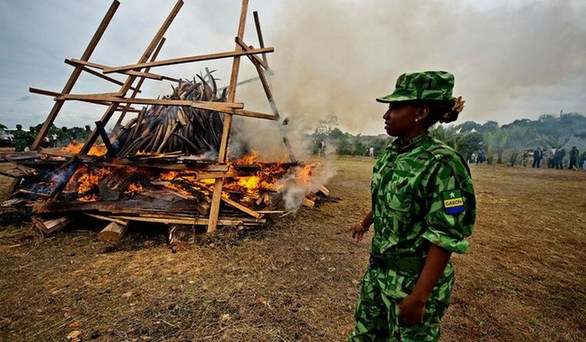 剛果爆發大規模屠宰大象潮 圖揭大象墳場