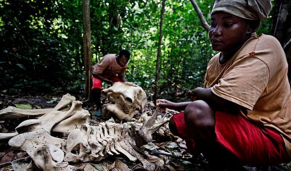 剛果爆發大規模屠宰大象潮 圖揭大象墳場