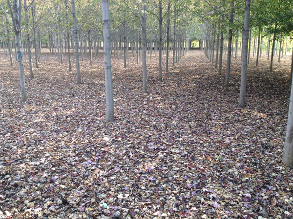 紅了楓葉，紅了海棠