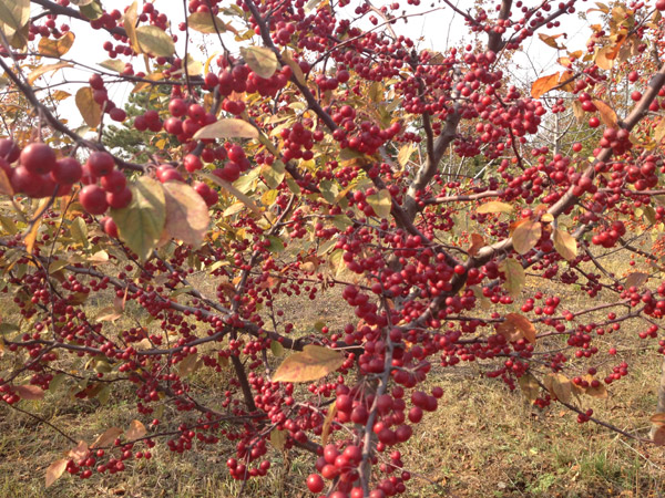 紅了楓葉，紅了海棠