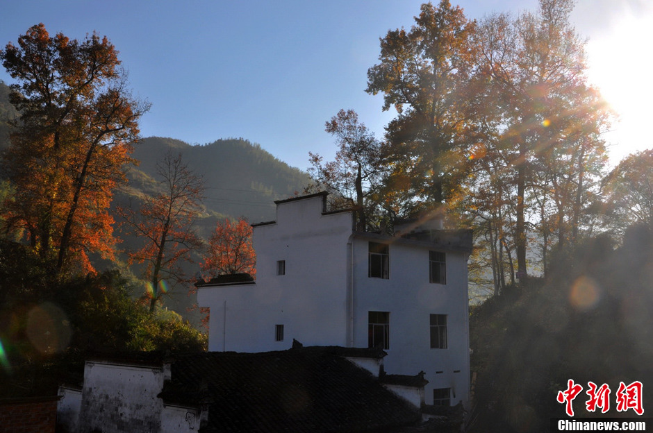 “最美鄉村”江西婺源紅楓引游客紛至沓來