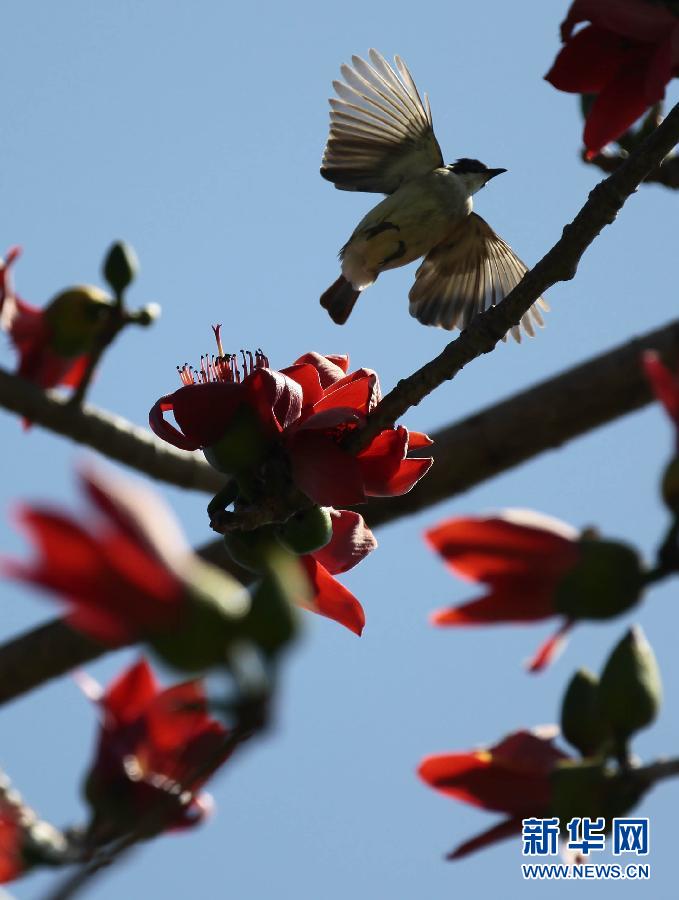 “花開意盎然，雀鳥上枝頭”：聽！春天的腳步聲