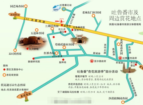 預(yù)計(jì)本周末烏魯木齊市兩萬輛車趕場去吐魯番看杏花