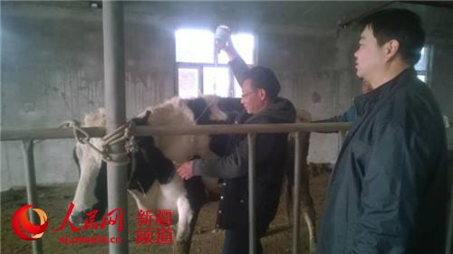 新疆博湖縣奶牛有保姆 “托牛所”里享幸福（圖）