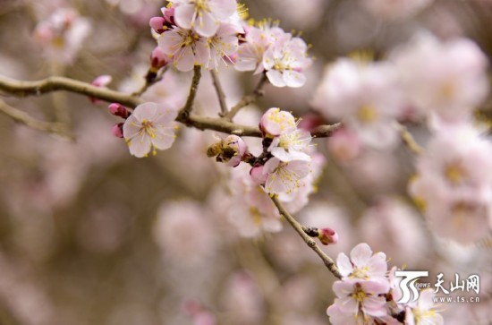 新疆若羌縣：春天來了 杏花開了（組圖）